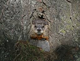 Who Is Punxsutawney Phil Groundhog Day Punxsutawney Phil Groundhog Shadows