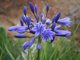 Image result for Agapanthus campanulatus
