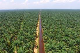 Discover data on palm oil price in malaysia. Malaysian Palm Oil Price Rebounds On Lower Production Outlook Pakissan Com