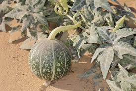 Image result for Cucurbita