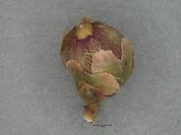 Image result for Merremia emarginata