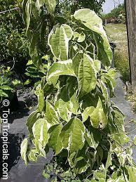 Image result for Ficus laurifolia