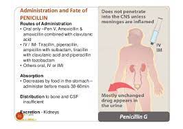 Administration And Fate Of Penicillin Routes Of Administration Oral Only Pen V Amoxicill Psychology Studies Nursing School Pharmacology Antibiotic