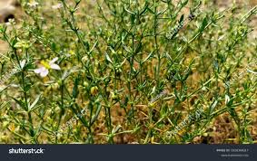 Image result for Fagonia