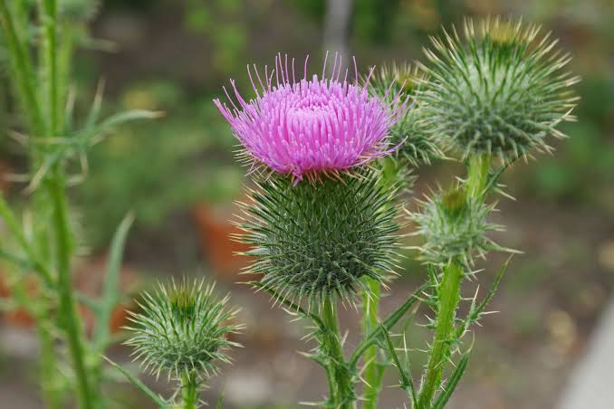 Cirsium vulgare