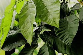 Image result for Bridelia mollis