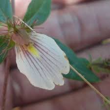 Image result for Blepharis maderaspatensis