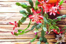 bu bitkiler kedilere zarar vermiyor yasam