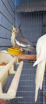 They are curious little birds who can be a great companion for a lifetime. Cockatiel Birds Now Available At Pet Shop Boys Ltd Facebook