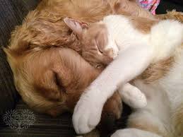 Viagen also clones dogs for $50,00. Pet Cremation Gold Coast And Brisbane 1800789567