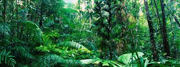 Tropical rainforest, luxuriant forest found in wet tropical uplands and lowlands near the equator. 1 Journey To The Jungle Assignments Online Learning Community Ocean Wise Tiged