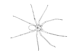 Our spidey senses are tingling! Free Printable Spider Coloring Pages For Kids