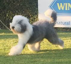 Touch device users, explore by. Air Zeppeline Old English Sheepdog Database
