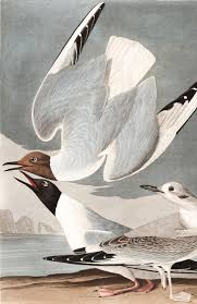 Bonapartian Gull In 2020 Vintage Bird Illustration Bird Illustration Print Bird Prints