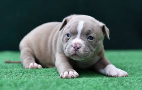 The tri color american bully there are many different colors to the american bully breed and if that weren't confusing enough, there are also many different variations to what's known as the tri color american bully. 10 Facts You Must Know About The American Bully All Things Dogs