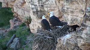 Eggs must be turned while in the incubator, so before you put in the eggs mark them with a pencil so you chicken eggs require 21 days to hatch, but the incubation period for the eggs of other species of poultry varies. Lake Pleasant Bald Eagle Pair Have Yet To Produce Hatchlings After Many Tries
