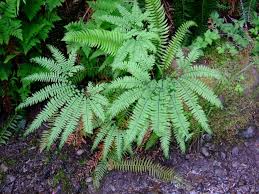 Image result for Adiantum vogelii