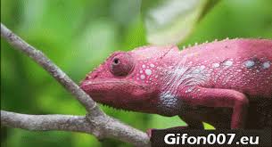 Gif 10 Chameleon Funny Cat Videos Puppies Funny Funny Cat Fails