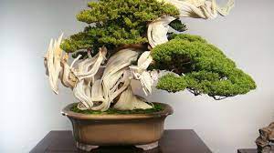Bonsai is a japanese version of the original traditional chinese art penjing or penzai. Jarang Diketahui 4 Tanaman Ini Bisa Dijadikan Bonsai Hot Liputan6 Com