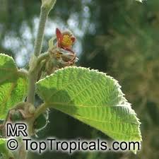 Image result for Grewia villosa