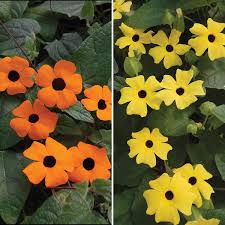 Talk about a gift that keeps on giving! Patio Thunbergia Plants Richard Jackson Garden