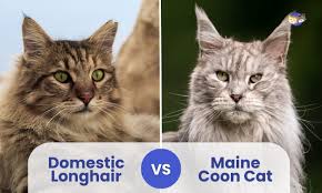 How Long Do Male Calicos Live? : R/Cats