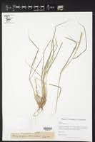 Image result for Setaria pseudaristata