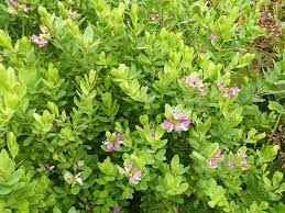 Shrub with purple flowers nz. Sweet Pea Shrub Weedbusters