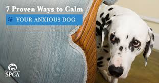 It's not unusual for owners to start to wonder after a few weeks of bringing the pup puppy maturity vs. 7 Proven Ways To Calm Your Anxious Dog Central California Spca Fresno Ca