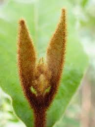 Image result for Trichocladus