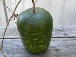 Image result for Lagenaria siceraria