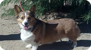 Check spelling or type a new query. Simi Valley Ca Pembroke Welsh Corgi Meet Zeta A Pet For Adoption