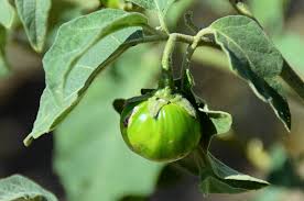 Image result for Gilgiochloa