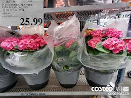 A new and unique way to send flowers direct from local florists in canada. Costco Weekend Sales March 19th 21st 2021 Ontario Quebec Atlantic Canada Costco East Fan Blog