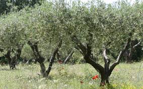 Many of our customers ask how we keep them well maintained and cared for, here we give you our advice and techniques for looking after your new tree. How To Care For An Olive Tree At Home Olive Tree Home Care How To Grow Olive Tree