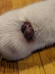 Use the abcde rule to look for some of the common signs of melanoma, one of the deadliest forms of skin cancer: I Was Wondering If My Dog Has Skin Cancer He Has This Bump On His Foot That Appeared About 2 3 Weeks Ago And It Got Bigger The Petcoach