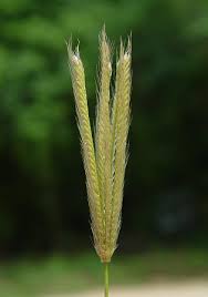 Image result for Chloris virgata