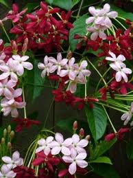 Image result for Combretum mkuzense
