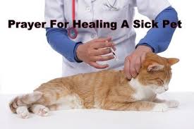 We know his way is best for us and for our pets. Pin On Dog Stuff