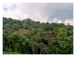 Image result for Lecaniodiscus fraxinifolius