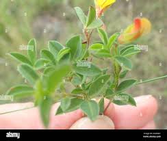 Image result for Argyrolobium tomentosum