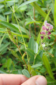 Image result for Alysicarpus zeyheri