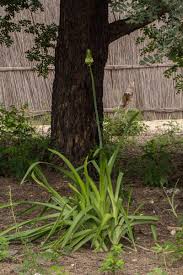 Image result for Ornithogalum pulchrum