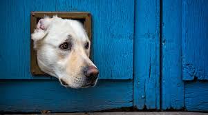 Check spelling or type a new query. 7 Best Dog Doors For Walls Doors Sliding Glass 2021