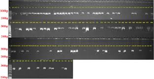 Image result for Cyamopsis serrata