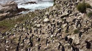 Entre ellos se disputan las islas gran malvina, soledad y las otras 776 islas. Esta Isla De Las Malvinas Esta En Venta Y Tiene Valor Historico Ambiental Y Productivo