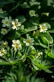 Image result for Phyllanthus polyanthus