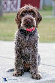 60 Puppy Ideas Puppies Cute Dogs Dogs And Puppies