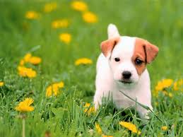 Köpek İlanı