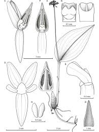 Image result for Malaxis schliebenii